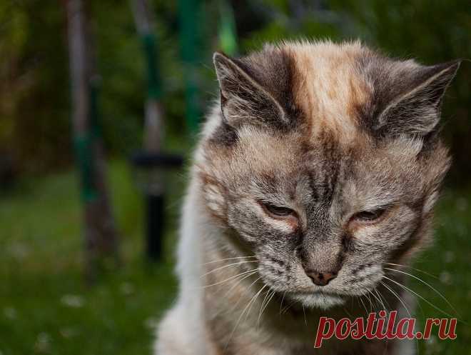 Признаки старения кошки и особенности ухода за пожилым питомцем
Старение кошки – естественный процесс, на который нельзя повлиять. Однако жизнь любимого питомца можно сделать немного легче и приятнее, если заботиться о нем и уделять ему много внимания. В этой статье описаны основные признаки старения и особенности ухода за пожилыми кошками.

Признаки старения кошки
Следует заметить, что некоторые признаки старения кошки могут проявляться по-разному, это зависит от