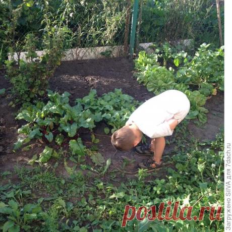 Моя целина: обустраиваю заброшенные грядки