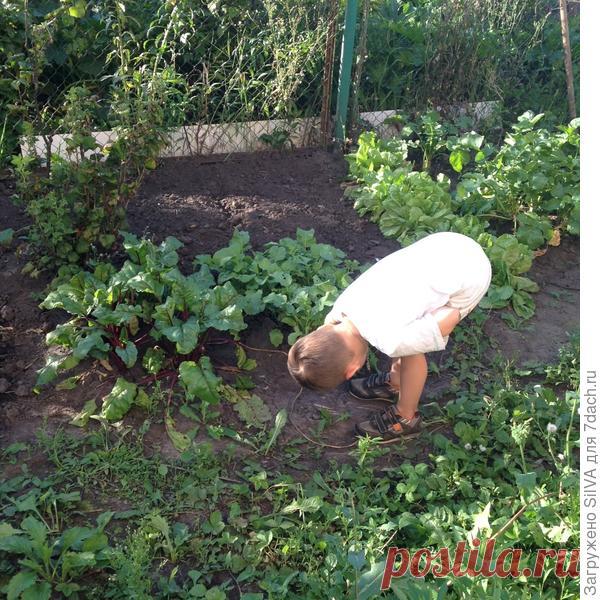 Моя целина: обустраиваю заброшенные грядки