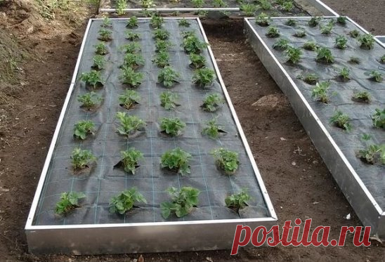 Что любит клубника? 
1.Легкую почву. Рыхлить очень аккуратно, чтоб не повреждать корневую систему, неглубоко, примерно на 1 см. Если у вас слой мульчи, то в рыхлении нет необходимости.
2. Плодородную почву. Когда закладываете новую грядку, добавьте плодородной смеси.
Состав смеси:1 ведро земли с грядки, 1 ведро компоста, 1 ведро перепрелого конского навоза, 2 стакана золы. Сделать лунку 25*25*25 для каждого саженца и этой плодородной смесью присыпаете кустики при посадке.
3.Много воды. Влага