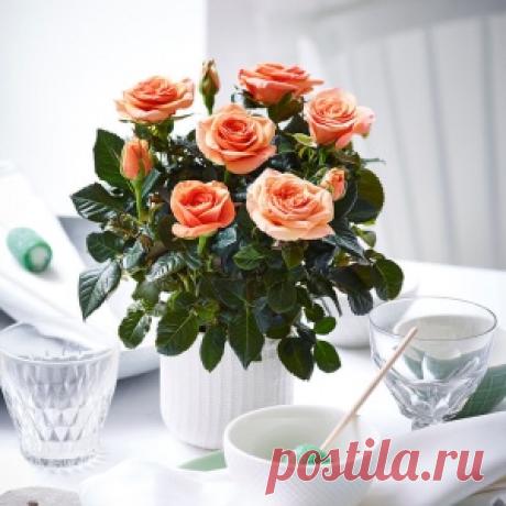 Как вырастить розу из срезанного цветка