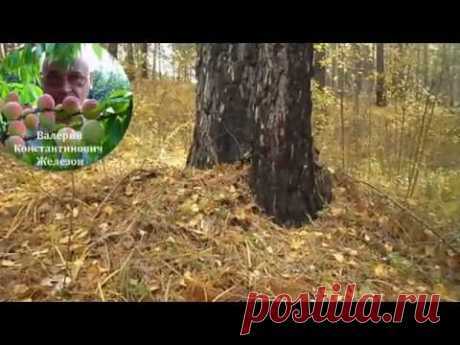 Видеоуроки В. Железова: 1. Посадка в лесу и в саду. Подвои - подарок от Бога.Часть 1. - YouTube