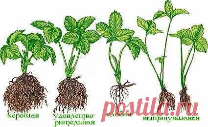Земляника. Секреты выращивания