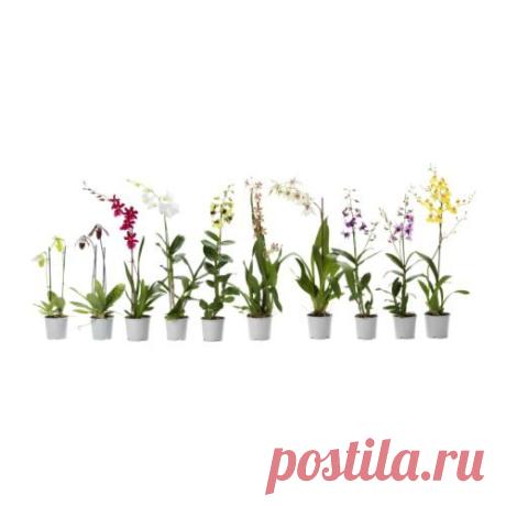 ORCHIDACEAE Растение в горшке - IKEA