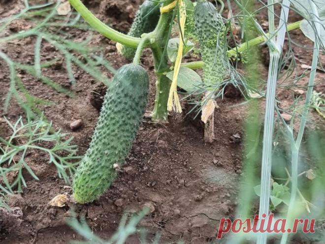 Как неправильный севооборот мешает плодородию: что нельзя сажать после помидоров и огурцов. Опытные огородники знают, что урожай следующего года закладывается правильным чередованием культур сегодня.