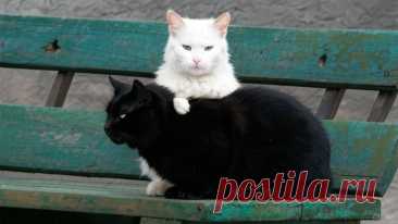 Графиня и Тимоха - OGADANIE.RU