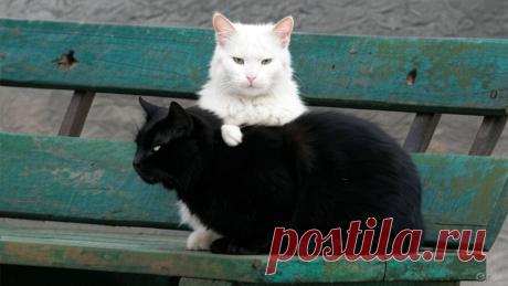 Графиня и Тимоха - OGADANIE.RU