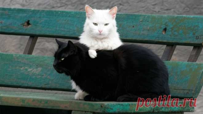 Графиня и Тимоха - OGADANIE.RU