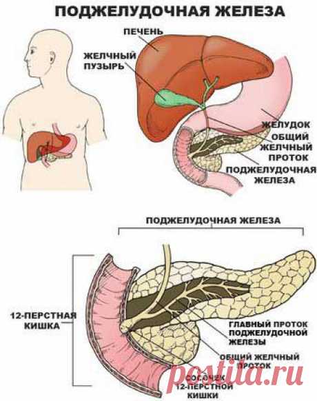 Очищаем поджелудочную железу..
