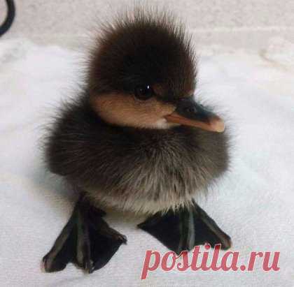 А между прочим, это ЛЕБЕДЬ! Только маленький...