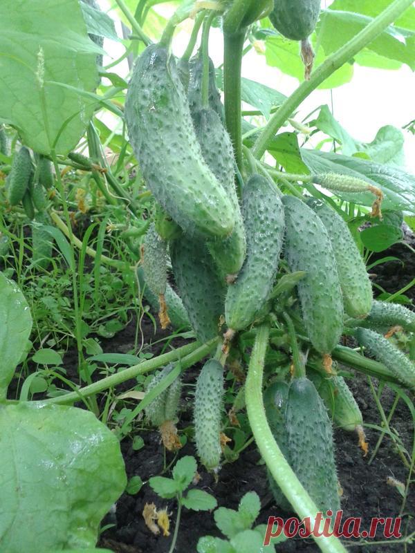 Список самых урожайных сортов огурцов