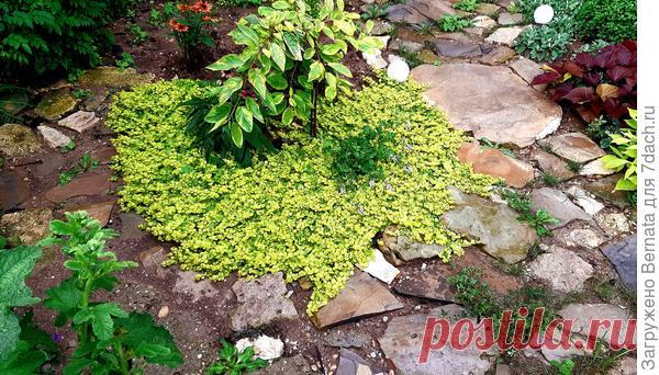 Вербейник монетчатый Aurea: секреты выращивания на юге. Характеристики сорта. Фото