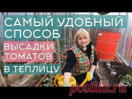 Высадка томатов в теплицу: самый удобный способ, пошаговая инструкция, советы опытным огородникам - YouTube