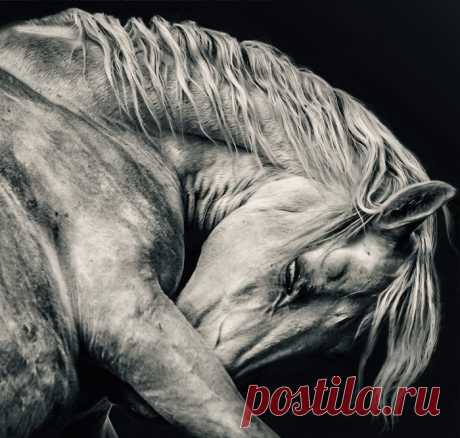 Красота, сила, грация: лошади в объективе Димитра Христова