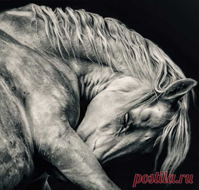 Красота, сила, грация: лошади в объективе Димитра Христова