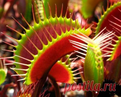 Венерина мухоловка: уход в домашних условиях, пересадка и размножение