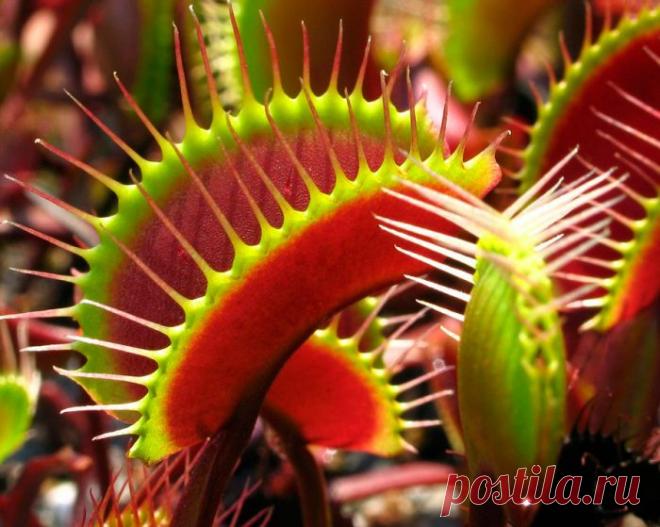 Венерина мухоловка: уход в домашних условиях, пересадка и размножение