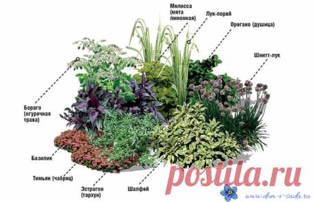 Как великолепно можно вырастить пряные травы на огороде. | Красивый Дом и Сад