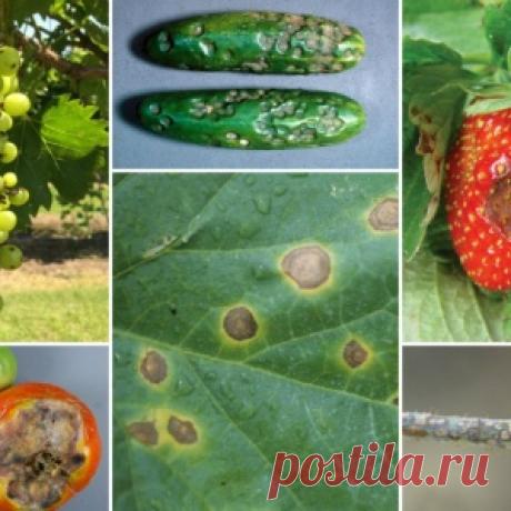 Антракноз: фото и описание болезни, чем и как лечить растения