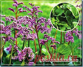 РАСТЕНИЕ БАДАН–ВЫРАЩИВАНИЕ И ЛЕКАРСТВЕННЫЕ СВОЙСТВА БАДАНА ТОЛСТОЛИСТНОГО | Сайт о саде, даче и комнатных растениях.