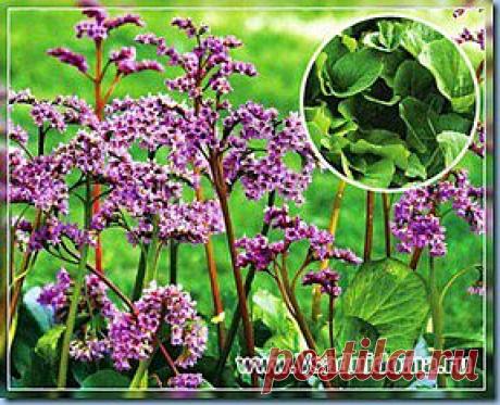 РАСТЕНИЕ БАДАН–ВЫРАЩИВАНИЕ И ЛЕКАРСТВЕННЫЕ СВОЙСТВА БАДАНА ТОЛСТОЛИСТНОГО | Сайт о саде, даче и комнатных растениях.