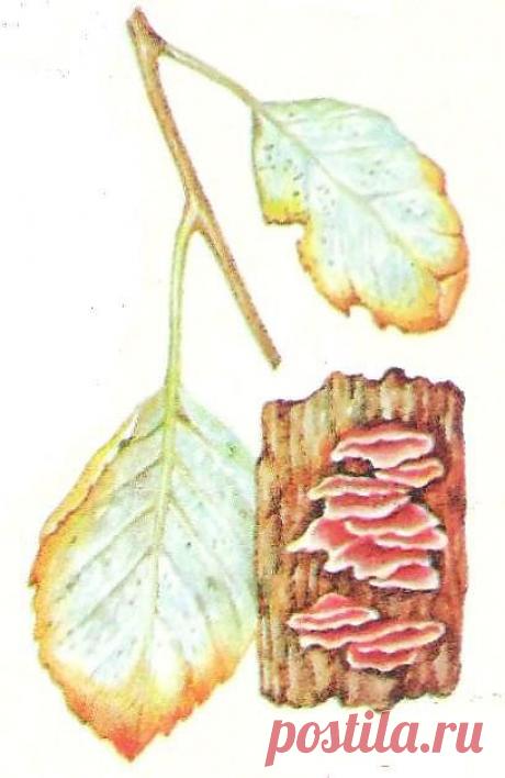 Дача ВИКТОРиЯ: Млечный блеск яблони

Млечный блеск яблони проявляется на листьях в конце июля - начале августа в виде беловатого или серебристого налета. При сильном поражении листья утолщаются, становятся бугристыми, древесина буреет.