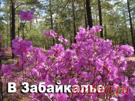 Вернись, аргали! Кто такой "Коломбо-боломбо"? Глава АБО уволен. Казино в АБО: штраф или тюрьма? Доржиев - чемпион мира - 3 Октября 2016 - Russia-Asia-Siberia