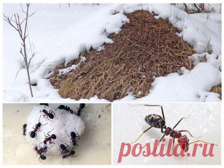 Муравейник никогда не спит. Как переживают зиму муравьи в наших широтах?