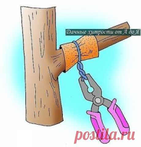 СПОСОБЫ ЗАСТАВИТЬ ПЛОДОНОСИТЬ ДЕРЕВЬЯ, ЕЩЕ БЫСТРЕЕ!!!