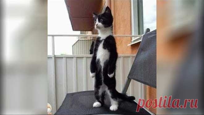 СМЕШНЫЕ МОМЕНТЫ С ЖИВОТНЫМИ ПРИКОЛЫ С КОТАМИ