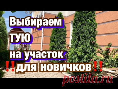 Туя СМАРАГД. Как выбрать тую?