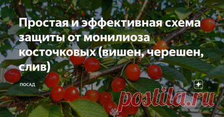 Простая и эффективная схема защиты от монилиоза косточковых (вишен, черешен, слив) Препаратов (фунгицидов), призванных бороться с монилиозом, много. В них трудно разобраться и легко запутаться. Поэтому я выбрала для себя несколько препаратов, которые уложила в простую и понятную схему таким образом, чтобы действие препаратов перекрывало друг друга и наносило минимальный ущерб окружающей среде. Для обработки я применяю бордоскую жидкость, хорус и скор. Первую обработку пров...