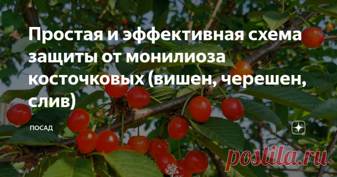 Простая и эффективная схема защиты от монилиоза косточковых (вишен, черешен, слив) Препаратов (фунгицидов), призванных бороться с монилиозом, много. В них трудно разобраться и легко запутаться. Поэтому я выбрала для себя несколько препаратов, которые уложила в простую и понятную схему таким образом, чтобы действие препаратов перекрывало друг друга и наносило минимальный ущерб окружающей среде. Для обработки я применяю бордоскую жидкость, хорус и скор. Первую обработку пров...
