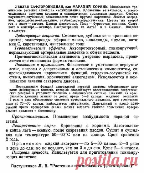 Левзея сафлоровидная или маралий корень