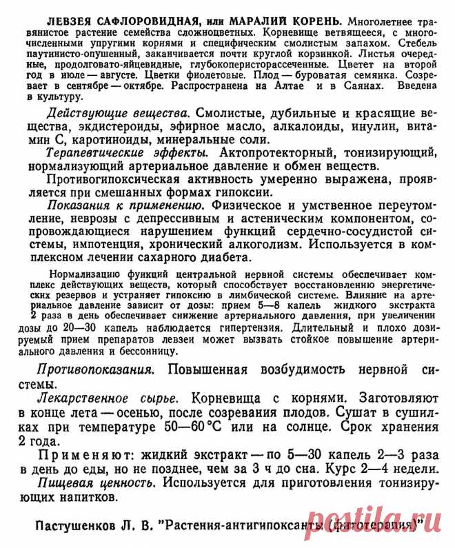 Левзея сафлоровидная или маралий корень