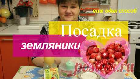Посадка земляники в "улитку" на туалетную бумагу. Землянику я сею разными способами. Вот еще один из них. В "улитку" на туалетную бумагу, с последующим просыпанием землей. Это способ посадки земляники также ...