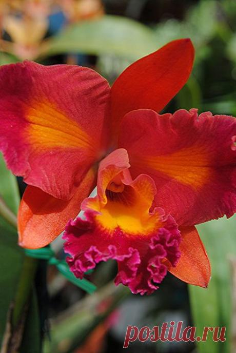 Rebecca Jones-Gebers приколол(а) это к доске Flowers &amp; Gardens | Pint…