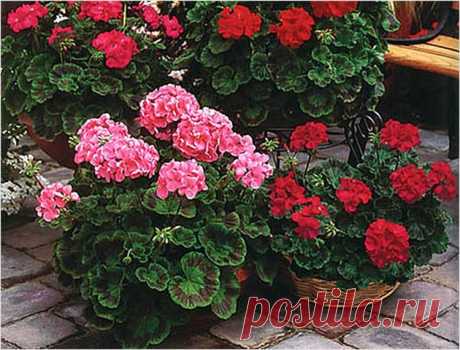 Как ухаживать за геранью в домашних условиях: правильные советы