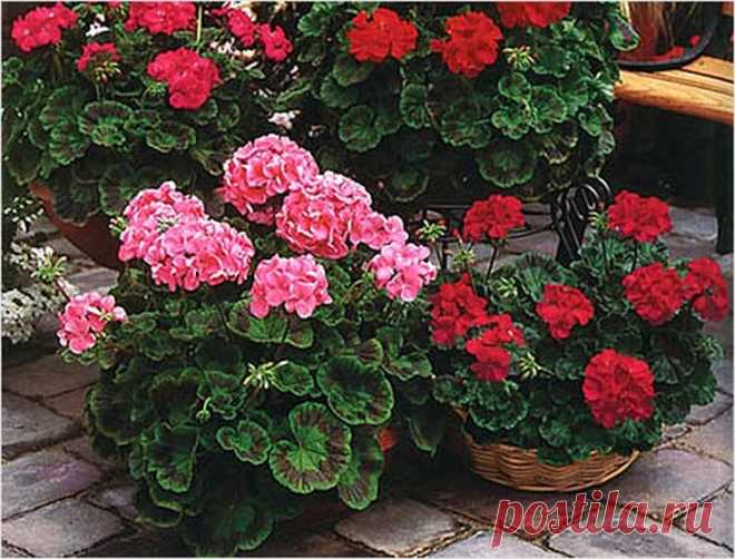 Как ухаживать за геранью в домашних условиях: правильные советы