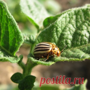 Поможем урожаю. Средствa для защиты растений