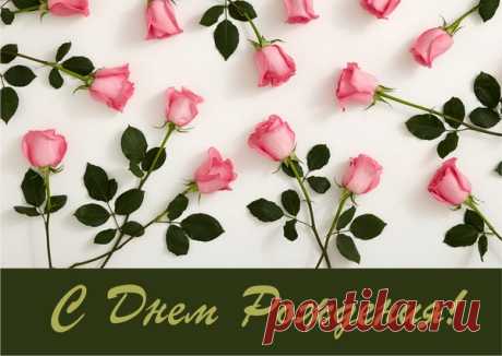 Розовые розы