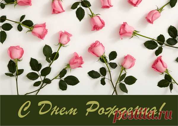 Розовые розы