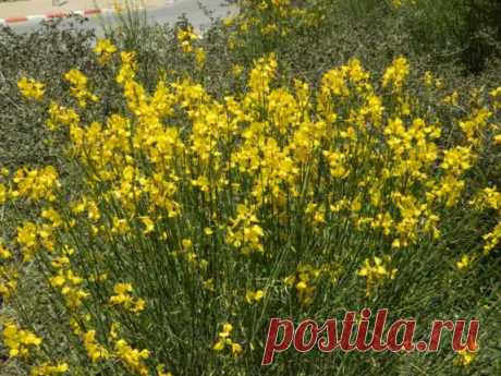 Метельник (Spartium)
