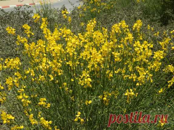 Метельник (Spartium)