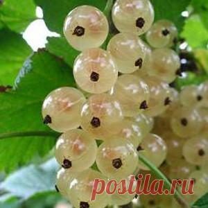 Полезные продукты для разжижения крови | УСПЕХ с NEWAYS
Продукты, которые разжижают кровь. Список прост,забирайте