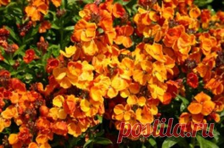 Лакфиоль - лакфиоль