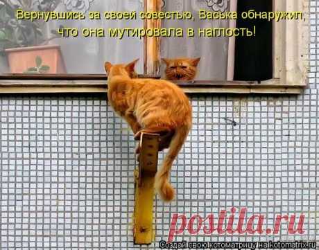Минутка позитива: забавная котоматрица