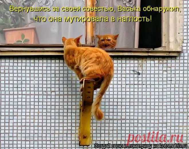 Минутка позитива: забавная котоматрица