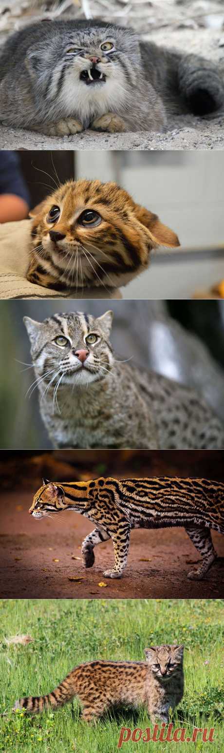 17 котов, о существовании которых вы, наверное, и не слышали – Фитнес для мозга