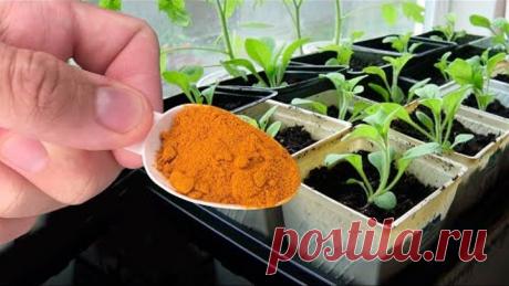 Любая Рассада укрепляется прямо на глазах! Не Болеет и Растет Толстым Крепышом!